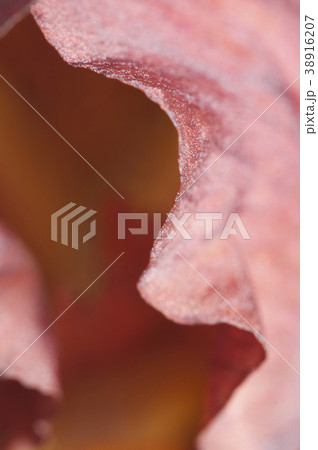 Iris flower fragment macro 38916207