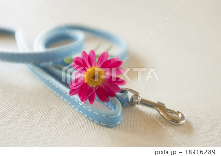 ペット葬 38916289