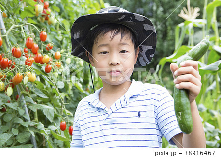 小学生シリーズ　野菜収穫 38916467