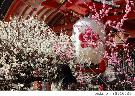 京都 長岡天満宮の梅 京都 長岡天満宮の梅 38916539
