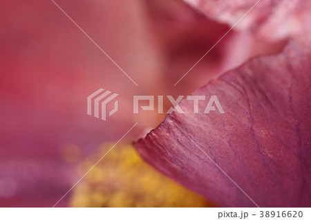 Iris flower fragment macro 38916620
