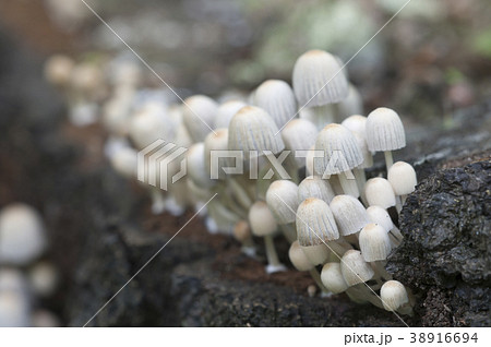 Mushrooms (Coprinus disseminatus) on a stump 38916694