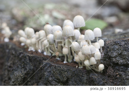 Mushrooms (Coprinus disseminatus) on a stump Mushrooms (Coprinus disseminatus) on a stump 38916695
