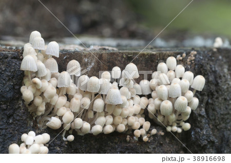 Mushrooms (Coprinus disseminatus) on a stump Mushrooms (Coprinus disseminatus) on a stump 38916698