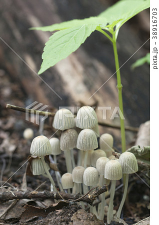 Mushrooms (Coprinus disseminatus) on a stump 38916703