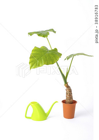 観葉植物　クワズイモ 38916783