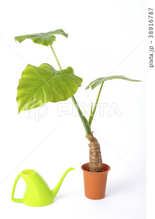 観葉植物 クワズイモの写真素材