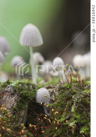 Mushrooms (Coprinus disseminatus) on a stump Mushrooms (Coprinus disseminatus) on a stump 38916942