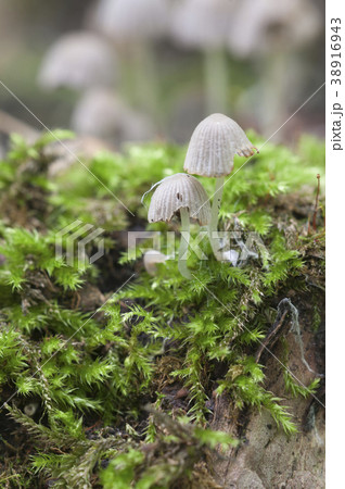 Mushrooms (Coprinus disseminatus) on a stump Mushrooms (Coprinus disseminatus) on a stump 38916943