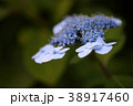 紫陽花 38917460