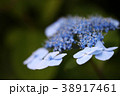 紫陽花 38917461