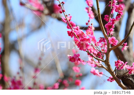 ピンクの梅の花 38917546