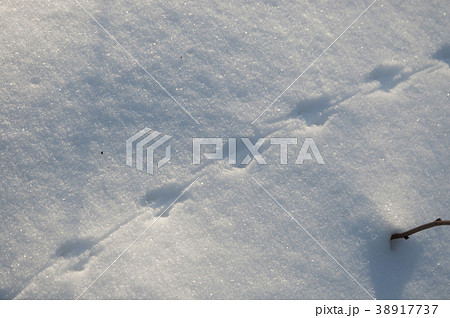Field mouse trace on snow 38917737