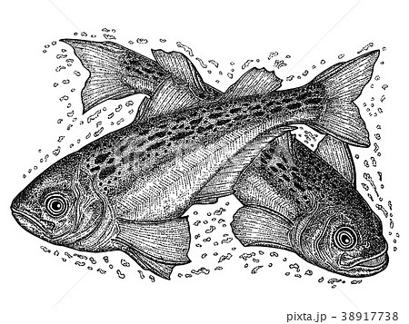 ハタハタ 38917738