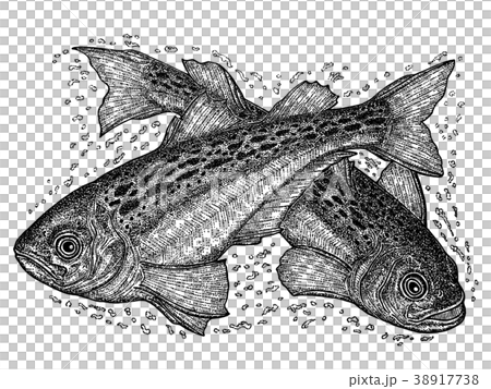 ハタハタ 38917738