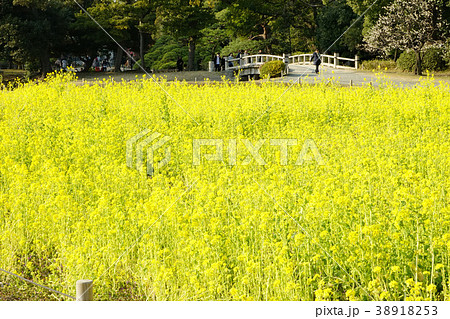 菜の花畑に向かう人。 38918253