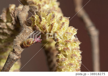 Hazel flowers macro 38918275