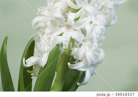 Hyacinth flowers 38918337