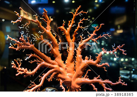 red coral red coral 38918365