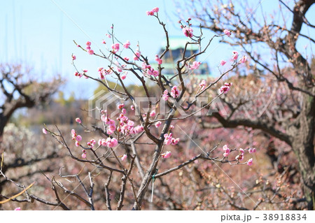 ピンクの梅の花 38918834