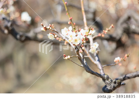 白梅の花 白梅の花 38918835