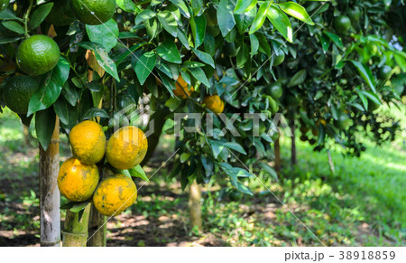 Orange fruit on its tree in the garden 38918859