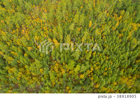 aerial shot of colorful autumn forest landscape 38918905