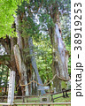 杉の大杉　 38919253