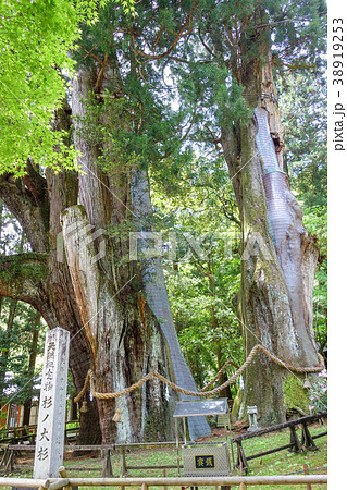 杉の大杉  杉の大杉  38919253