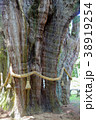 杉の大杉　 38919254
