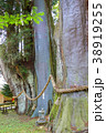杉の大杉　 38919255