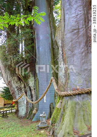 杉の大杉  杉の大杉  38919255