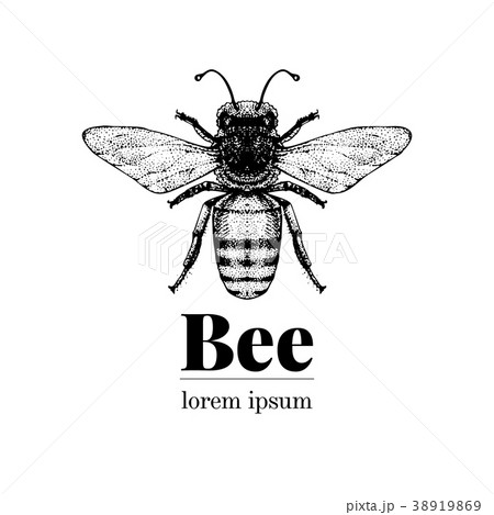 Vector Hand Drawn Bee Illustration Vintage Styleのイラスト素材