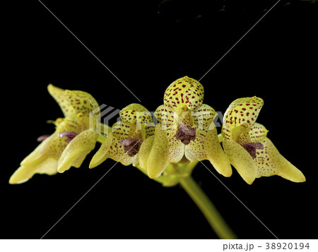 原種洋ランBulbophyllum guttulatumの写真 38920194