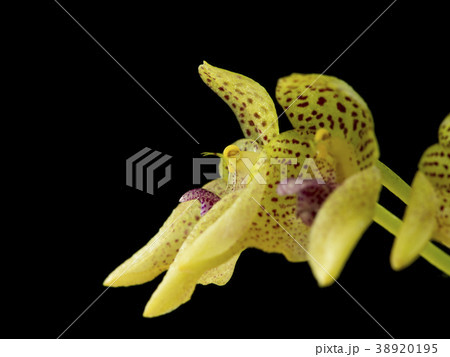 原種洋ランBulbophyllum guttulatumの写真 38920195