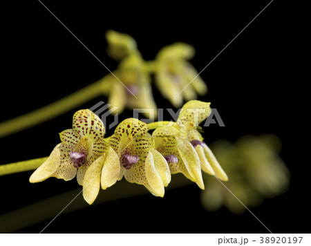 原種洋ランBulbophyllum guttulatumの写真 38920197