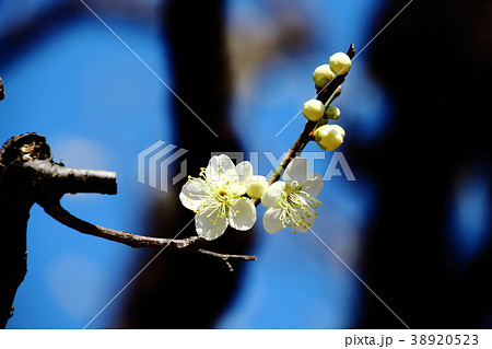 梅の花、月の桂、小金井公園、 梅の花、月の桂、小金井公園、 38920523