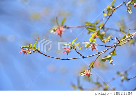 ウグイスカグラ（鶯神楽） 38921204