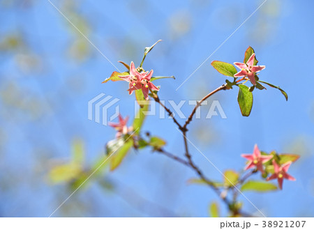 ウグイスカグラ(鶯神楽) ウグイスカグラ(鶯神楽) 38921207