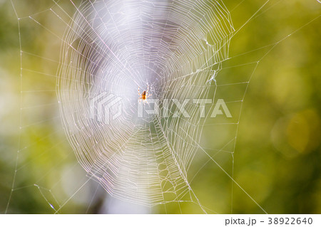 Photo of spider on spider web 38922640