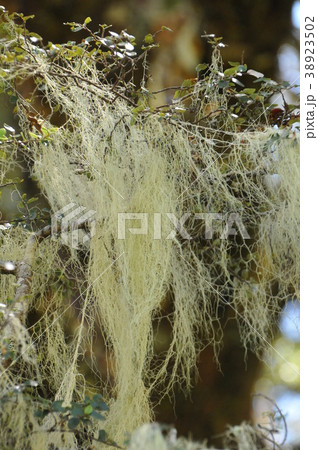 世界一美しい散歩道ミルフォードトラック、オールドマンズビアード 38923502