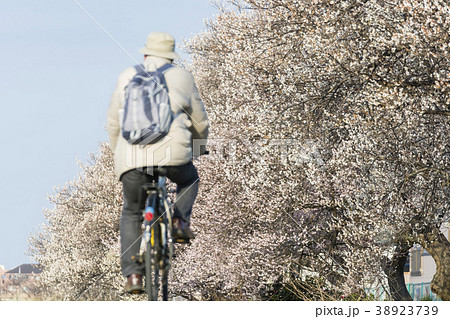 自転車で春を楽しむ人 38923739