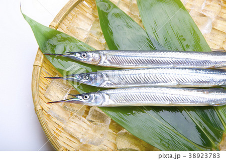 サヨリ　食材 38923783