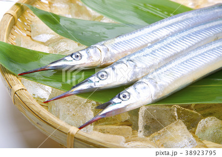 サヨリ 食材 サヨリ 食材 38923795