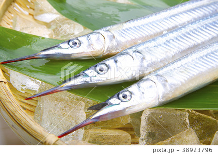サヨリ　食材 38923796
