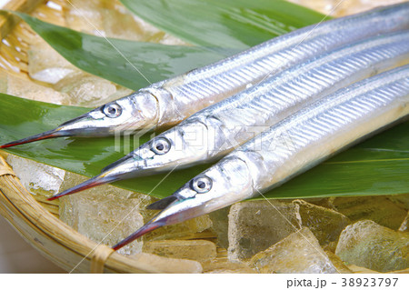 サヨリ　食材 38923797