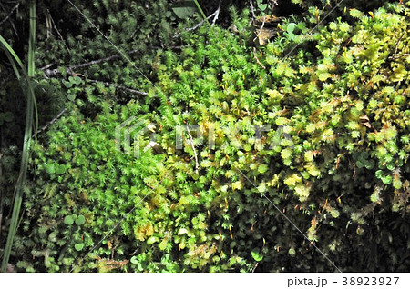 マリアン湖トレッキングルート、苔 38923927