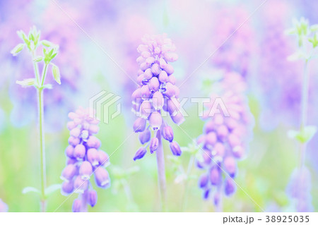 ムスカリPurple Grape hyacinth flower in spring field 2 38925035