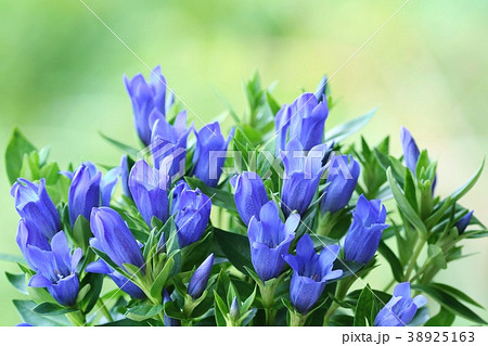 リンドウ 青花 緑背景 リンドウ 青花 緑背景 38925163