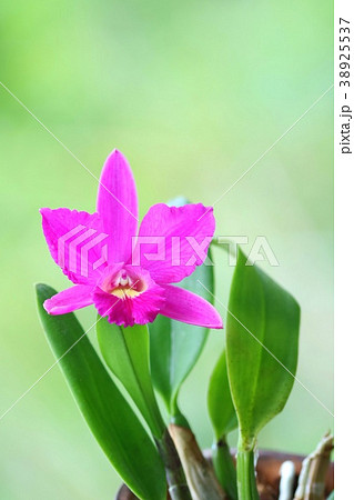 カトレア ピンク花 洋ラン 緑背景の写真素材